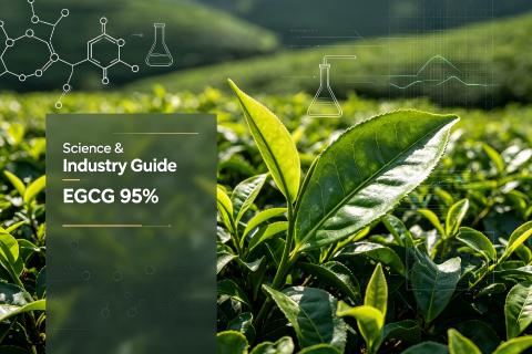 Industry Guide EGCG 95% Green Tea Extract, pure green tea raw material background, industrial botanical extract guide