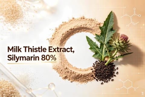 Milk Thistle Extract Rich in 80% Standard Silymarin
